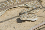 cerastes cerastes