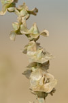 Halothamnus iraqensis