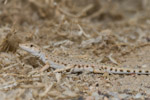 mesalina brevi
