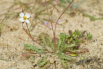 Malcolmia pygmaea