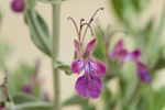 Teucrium oliverianum