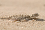 Phrynocephalus arabicus