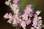 Tamarix aucheriana