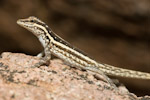 Pristurus sokotranus