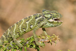 Chamaeleo monachus