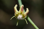 Periploca visciformis