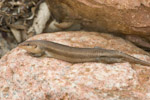 Trachylepis socotranus