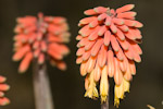 aloe perryi