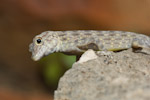 Pristurus cf. insignis
