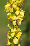 Verbascum nigrum
