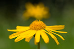 arnica montana