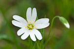 stellaria hol