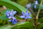 scilla bifolia