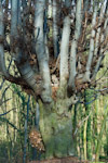 fagus sylvatica