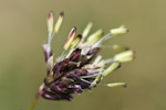 Sesleria albicans