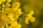 Cytisus scoparius