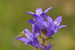Campanula glomerata
