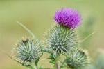 Cirsium vulgare