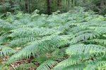 Pteridium aquilinum