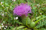 Cirsium acaule