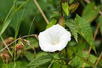 Calystegia sepium