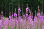 Epilobium angustifolium
