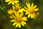 Senecio jacobaea
