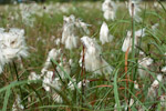 Eriophorum angustifolium