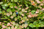 Vaccinium myrtillus