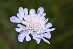 Scabiosa columbaria