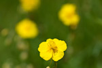 Helianthemum nummularium
