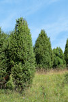 Juniperu communis