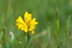 Genista sagitallis
