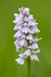 Dactylorhiza maculata