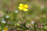 Potentilla erecta