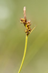 Carex pilulifera