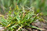 Carex demissa