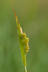 Carex pallescens