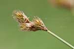 Carex leporina