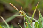 Carex panicea