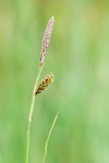 Carex binervis