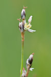 Juncus squarrosus