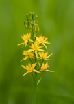 Narthecium ossifragum