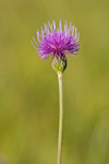 Cirsium tuberosum