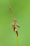 Carex pulicaris