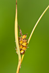 Carex hostiana