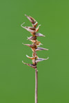 Carex davalliana