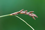 Blysmus compressus