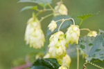 Humulus lupulus