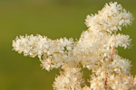 Filipendula ulmaria